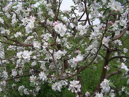 Attēlu rezultāti vaicājumam “Malus domestica flower”
