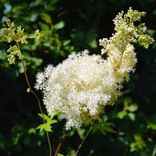 Attēlu rezultāti vaicājumam “Filipendula ulmaria  flower”