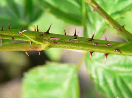 Attēlu rezultāti vaicājumam “Rubus nessensis”