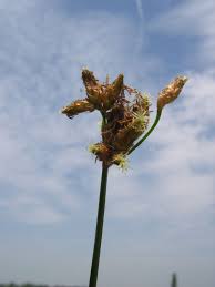 Attēlu rezultāti vaicājumam “Schoenoplectus lacustris subsp. glaucus bud”