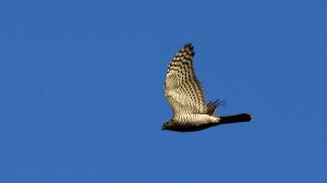 Attēlu rezultāti vaicājumam “Accipiter gentilis”