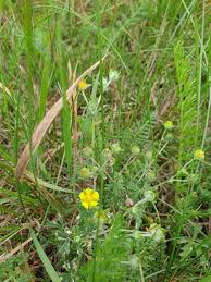 Attēlu rezultāti vaicājumam “Potentilla argentea flower”