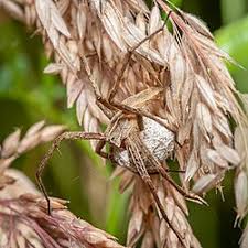 Attēlu rezultāti vaicājumam “Pisaura mirabilis cocoon”