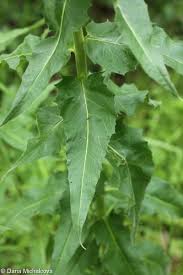 Attēlu rezultāti vaicājumam “Hesperis matronalis leaf”