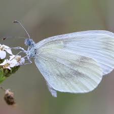 Attēlu rezultāti vaicājumam “Leptidea sinapis”