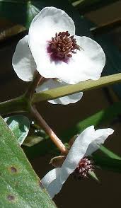 Attēlu rezultāti vaicājumam “Sagittaria sagittifolia flower”