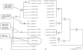 Attēlu rezultāti vaicājumam “Leptogium lichenoides”