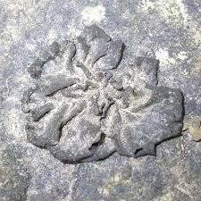 Attēlu rezultāti vaicājumam “Collema flaccidum”