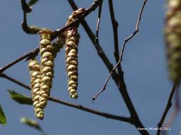 Attēlu rezultāti vaicājumam “Carpinus betulus female flower”