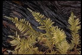 Attēlu rezultāti vaicājumam “Cribraria oregana macro”