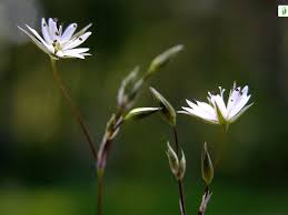 Attēlu rezultāti vaicājumam “Stellaria longifolia flower”