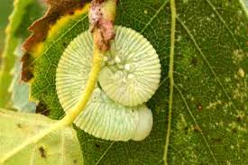 Attēlu rezultāti vaicājumam “Trichiosoma larva”