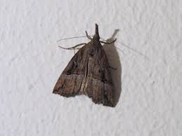 Attēlu rezultāti vaicājumam “Hypena rostralis”