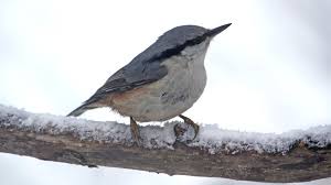 Attēlu rezultāti vaicājumam “Sitta europaea nest”