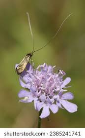 Attēlu rezultāti vaicājumam “Nemophora metallica”