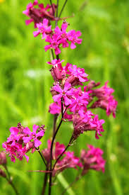 Attēlu rezultāti vaicājumam “Silene viscaria leaf”