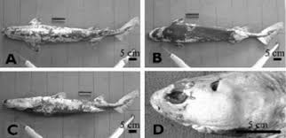 Image result for Dalatias licha