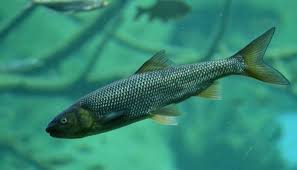 Image result for vissen