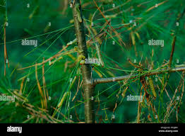 Attēlu rezultāti vaicājumam “Diprion pini male”