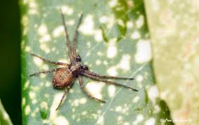 Attēlu rezultāti vaicājumam “Philodromus sp.”