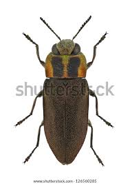 Attēlu rezultāti vaicājumam “Anthaxia quadripunctata”