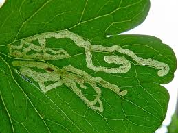 Attēlu rezultāti vaicājumam “Phytomyza minuscula”