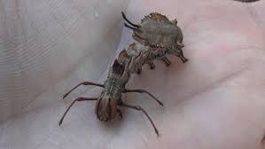 Attēlu rezultāti vaicājumam “Stauropus fagi”