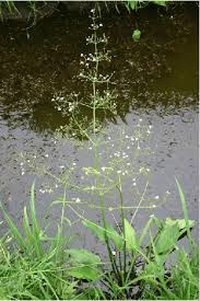 Attēlu rezultāti vaicājumam “Alisma plantago-aquatica”