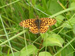 Attēlu rezultāti vaicājumam “Clossiana euphrosyne upperside”
