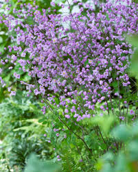 Attēlu rezultāti vaicājumam “Thalictrum”
