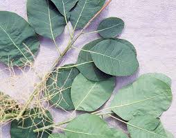 Attēlu rezultāti vaicājumam “Cotinus coggygria leaf”