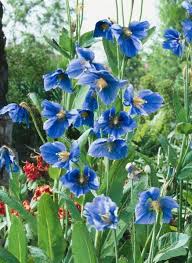 Image result for Scheinmohn blau