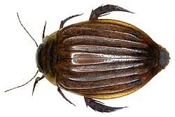 Attēlu rezultāti vaicājumam “Acilius sulcatus female”