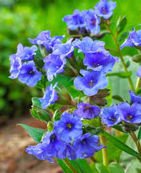 Attēlu rezultāti vaicājumam “Pulmonaria angustifolia leaf”
