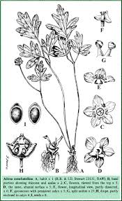 Attēlu rezultāti vaicājumam “Adoxaceae”