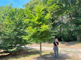 Attēlu rezultāti vaicājumam “Fagus sylvatica”