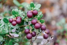 Attēlu rezultāti vaicājumam “Vaccinium vitis-idaea fruit”