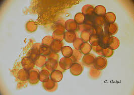 Attēlu rezultāti vaicājumam “Craterium minutum”