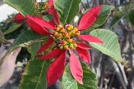Attēlu rezultāti vaicājumam “Euphorbia palustris flower”