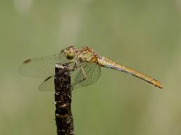 Attēlu rezultāti vaicājumam “Sympetrum”