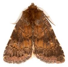 Attēlu rezultāti vaicājumam “Rusina ferruginea female”