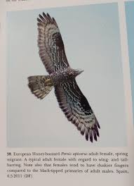 Attēlu rezultāti vaicājumam “Pernis apivorus adult”