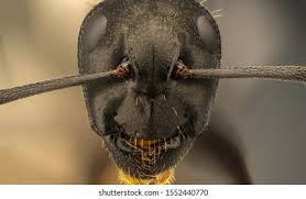 Attēlu rezultāti vaicājumam “Formicidae”