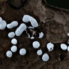 Attēlu rezultāti vaicājumam “Diderma effusum macro”