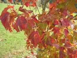 Attēlu rezultāti vaicājumam “Acer rufinerve”