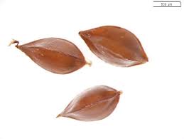 Attēlu rezultāti vaicājumam “Rumex maritimus fruit”