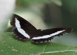 Attēlu rezultāti vaicājumam “Hoplia parvula imago”