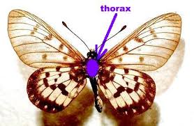 Attēlu rezultāti vaicājumam “Lepidoptera”