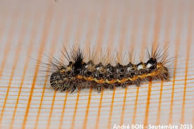 Attēlu rezultāti vaicājumam “Acronicta rumicis larva”