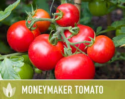 Afbeeldingsresultaat voor cabin tomato